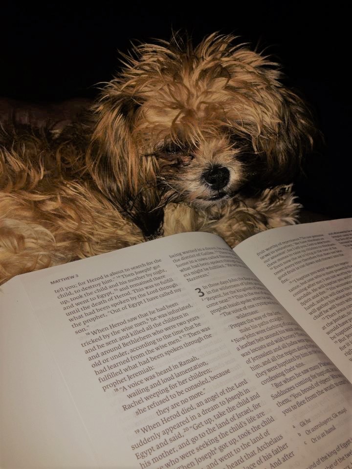 Little dog with book