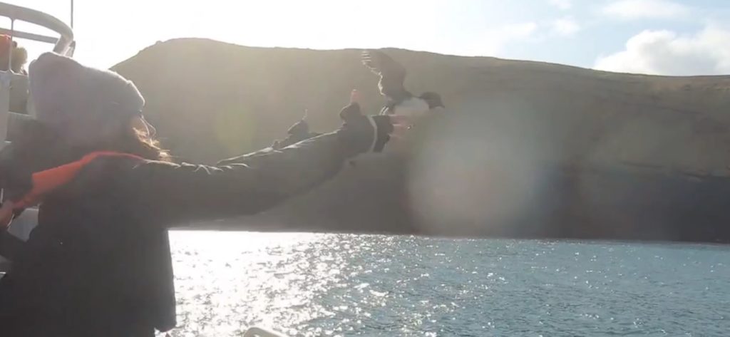 setting baby puffins pufflings free on ocean in Iceland