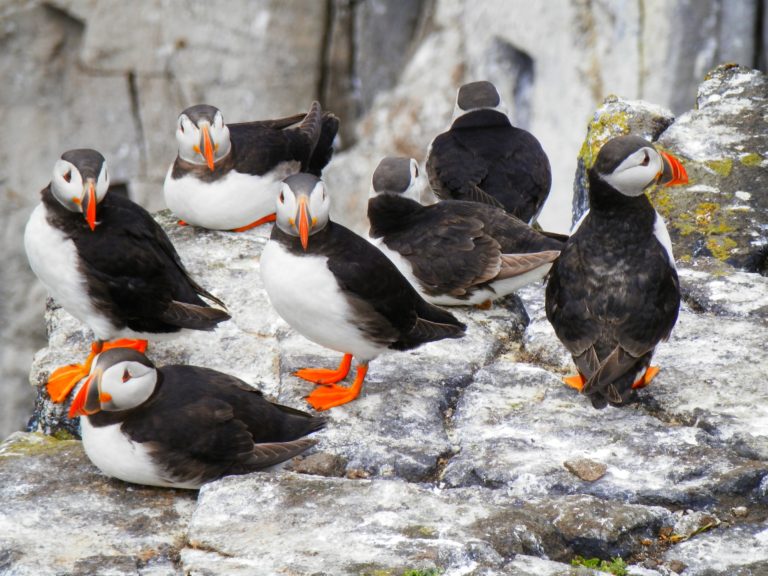 rescuing puffins on Westmand islands, Iceland