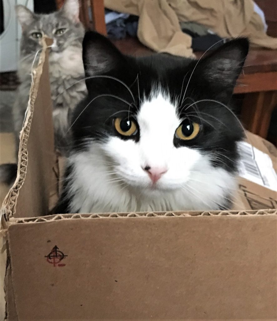 Moby the cat playing in a box