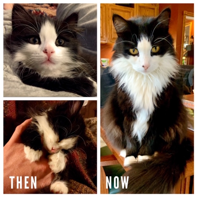 Moby the cat kitten and full grown collage