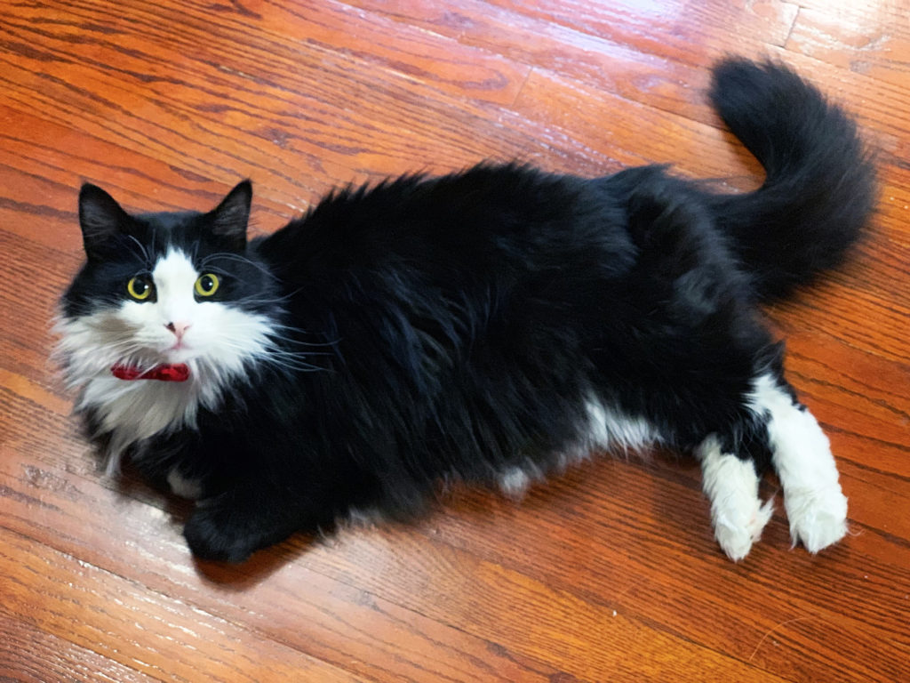 Moby cat laying down cute feline with bowtie