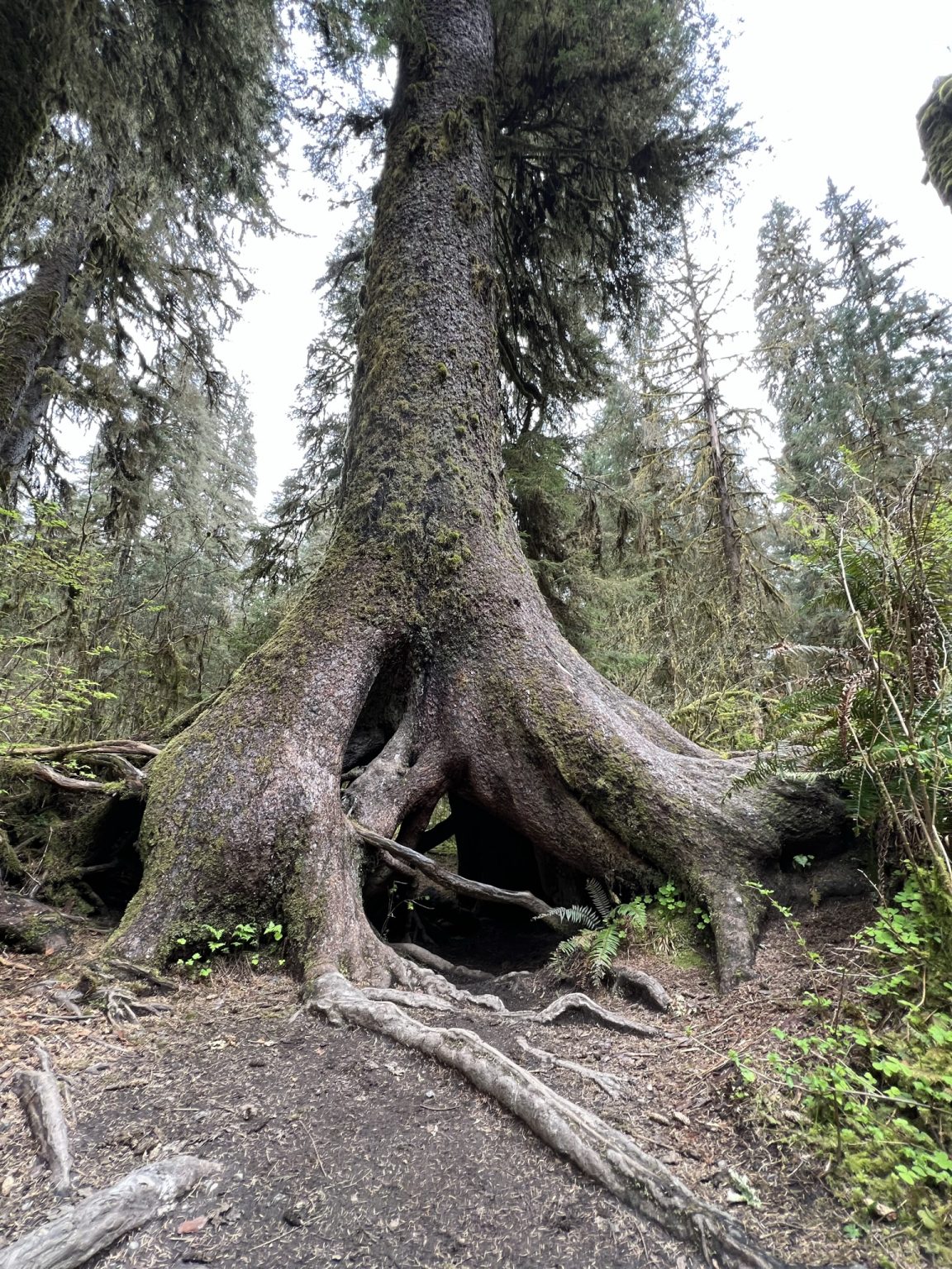 Giant tree in Hoh Rain Forest